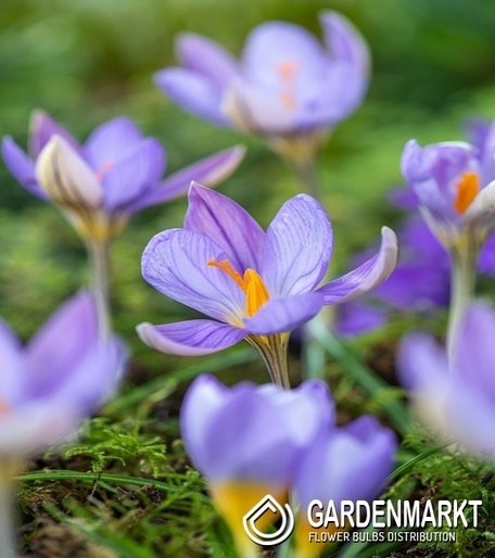 Krokus Wielkokwiatowy Artabir 10 szt.