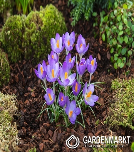 Krokus Wiosenny Dark Eyes 10 szt.