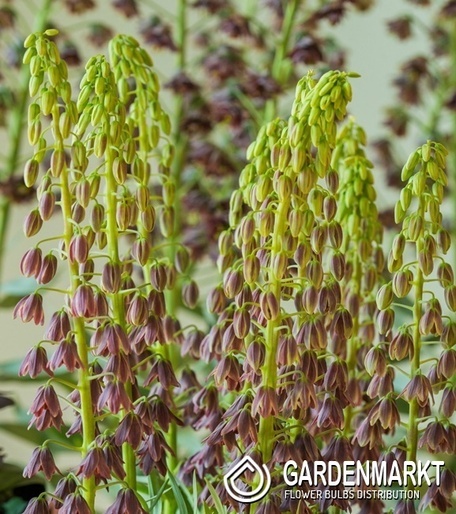 Fritillaria Szachownica Persica Minaret 1 szt.