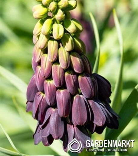 Fritillaria Szachownica Purple Favourite 1 szt.