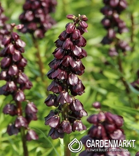 Fritillaria Szachownica Purple Dynamite 1 szt.