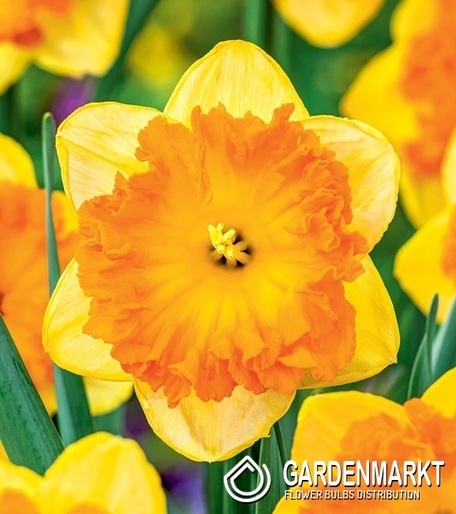 Narcyz Wielkoprzykoronkowy Bright Corsage 5 szt.