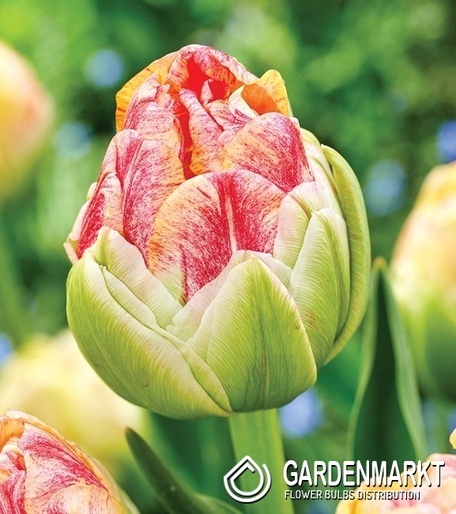 Tulipan Zielonokwiatowy Sprinkle Dip 5 szt.
