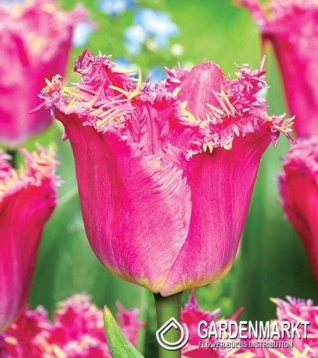 Tulipan Katie Melua 5 szt.