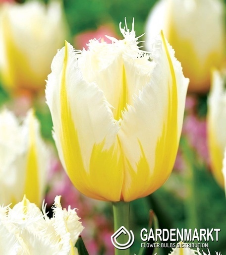 Tulipan Strzępiasty Lemon Beauty 5 szt.