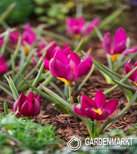 Tulipan Botaniczny Pulchella Odalisque 5 szt.