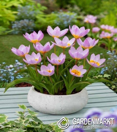 Tulipan Botaniczny Bakeri Lilac Wonder 5 szt.