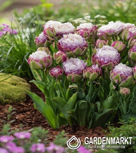 Tulipan Zielonokwiatowy Peggy Wonder 3 szt.