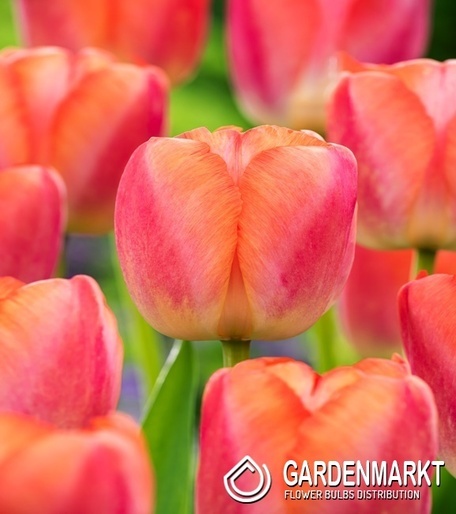 Tulipan Darwina Orange Pride 5 szt.