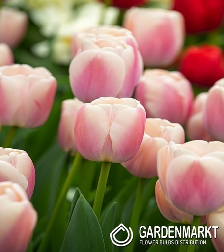 Tulipan Darwina Royal Pride 5 szt.