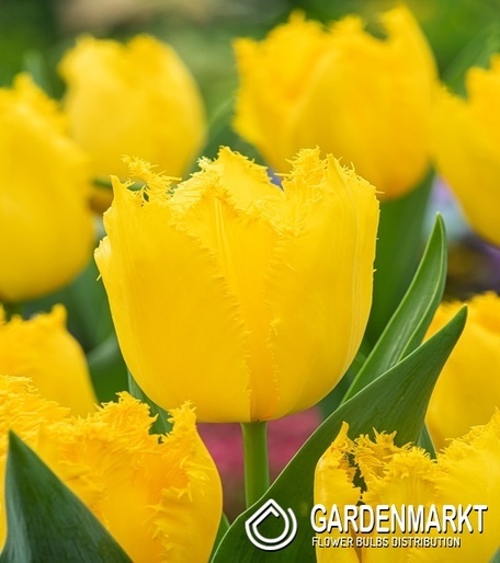 Tulipan Strzępiasty Yellow Fabio 5 szt.