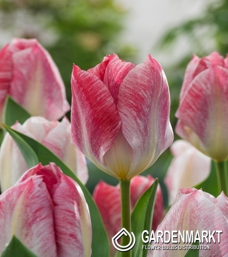 Tulipan Fostera Flaming Purissima 5 szt.