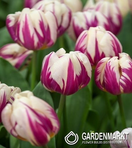 Tulipan Triumph Happy Feet 5 szt.