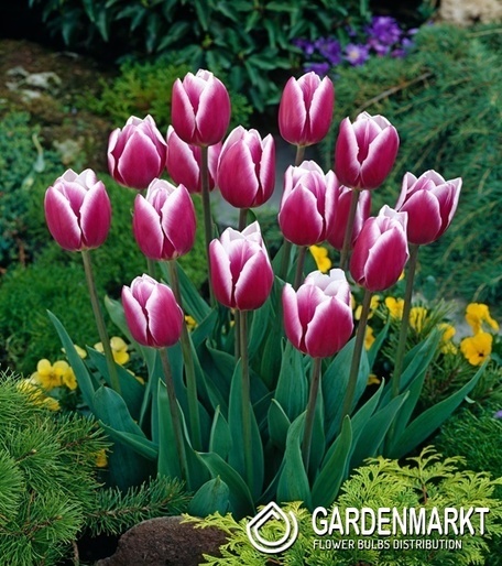 Tulipan Triumph Synaeda Blue 5 szt.