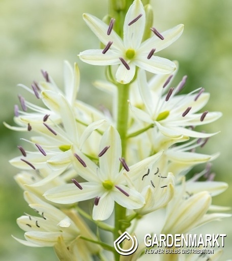 Camassia Kamasja Silk River 3 szt.