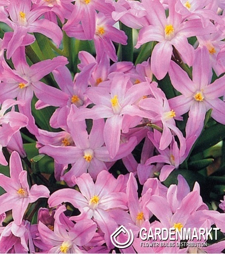 Chionodoxa Rosea 10 szt.