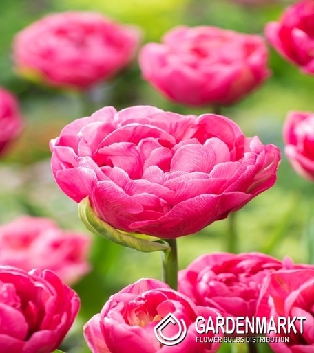 Tulipan Pełny Amazing Grace 5 szt.
