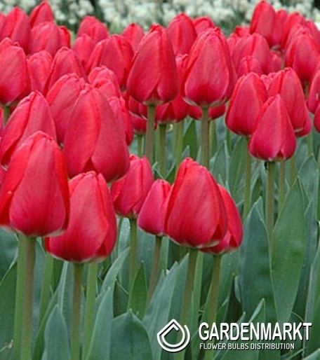 Tulipan Darwina Cherry Delight 5 szt.