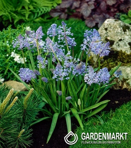 Scilla Cebulica Litardierei 5 szt.