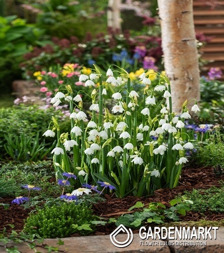 Leucojum Aestivum Bridesmaid 5 szt.