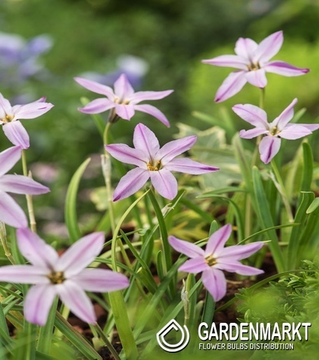 Ipheion Ifejon Tessa 10 szt.