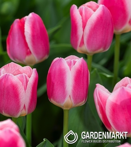 Tulipan Triumph Mandy's Choice 5 szt.