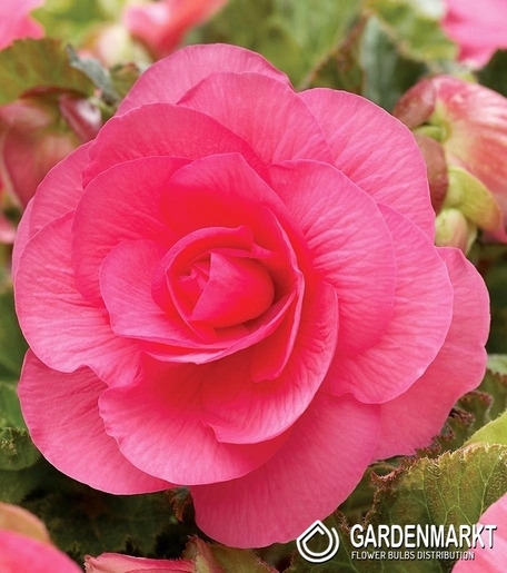 Begonia Podwójna Różowa 1 szt.