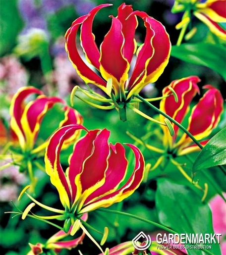 Gloriosa 1 szt.