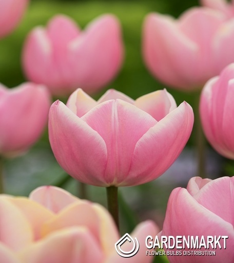 Tulipan Triumph Mango Charm 5 szt.