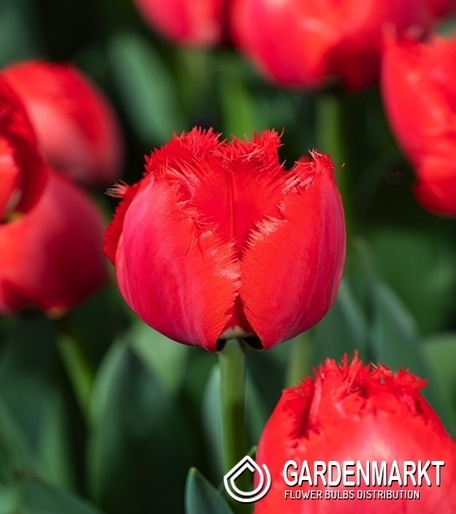 Tulipan Strzępiasty Masterpeace 5 szt.