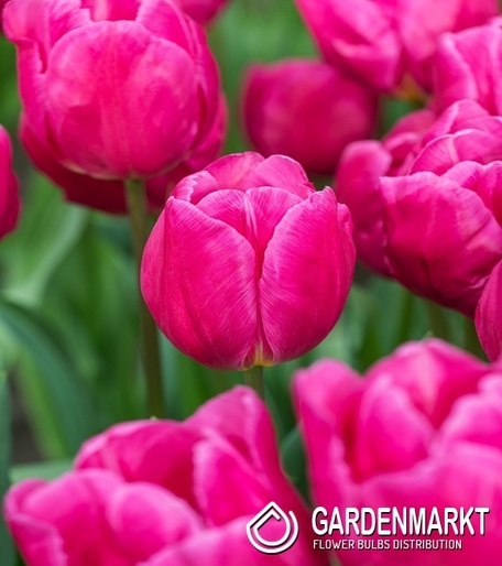 Tulipan Triumph Pink Majesty 5 szt.