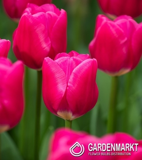 Tulipan Triumph Rosy Delight 5 szt.