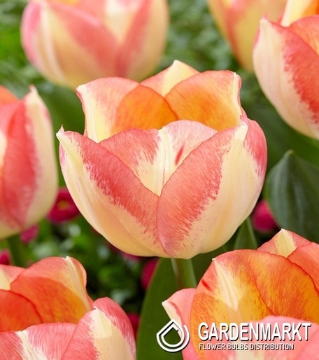 Tulipan Triumph Spryng Sunrise 5 szt.