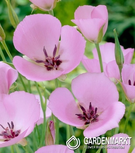 Calochortus Uniflorus Cupido 10 szt.