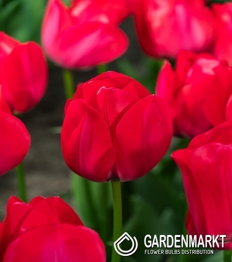 Tulipan Triumph Spryng Tide 5 szt.