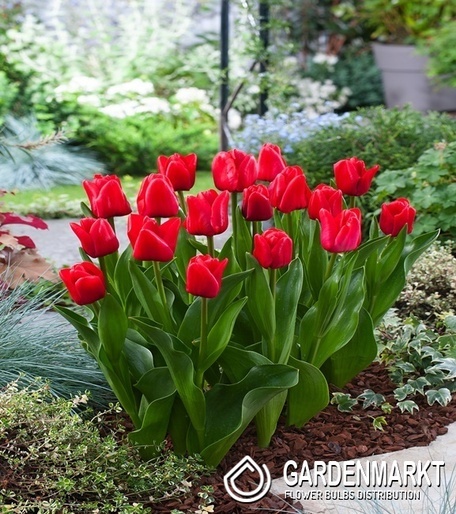 Tulipan Triumph Unique De France 5 szt.