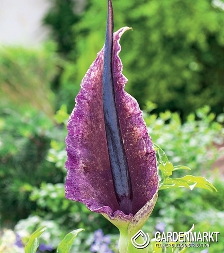 Dracunculus Vulgaris 1 szt.