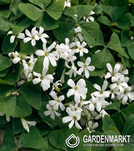 Oxalis Szczawik Regnellii 5 szt