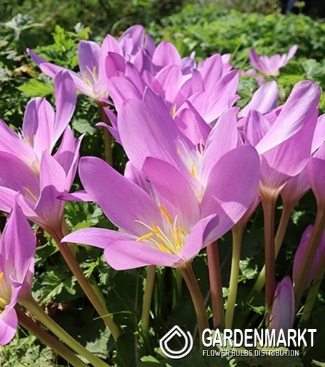 Zimowit Colchicum Tenorii 1 szt.