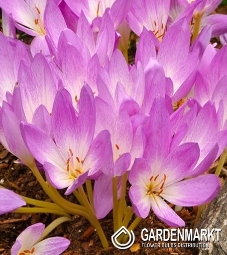 Zimowit Colchicum Lilac Bedder 1 szt.