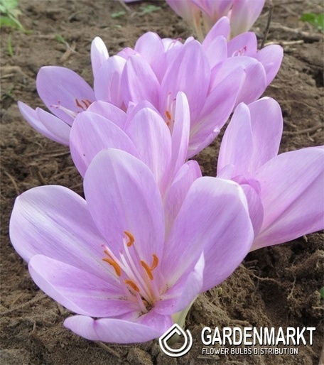 Zimowit Colchicum Majoor 1 szt.