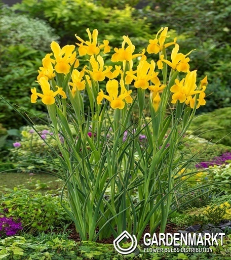 Irys Holenderski Strong Gold 10 szt.