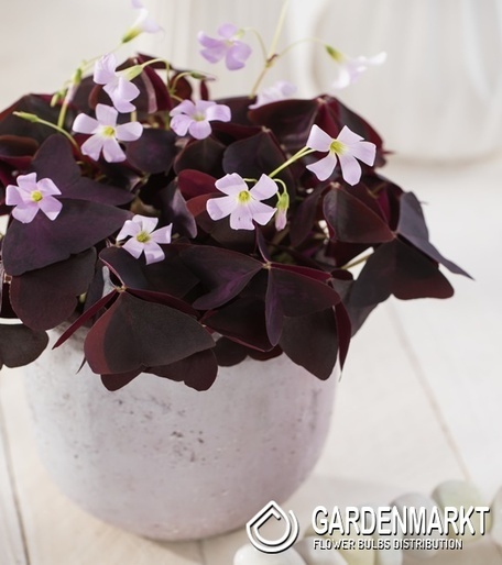 Oxalis Szczawik Mijke 5 szt