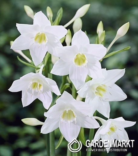Eucharis 1 szt.
