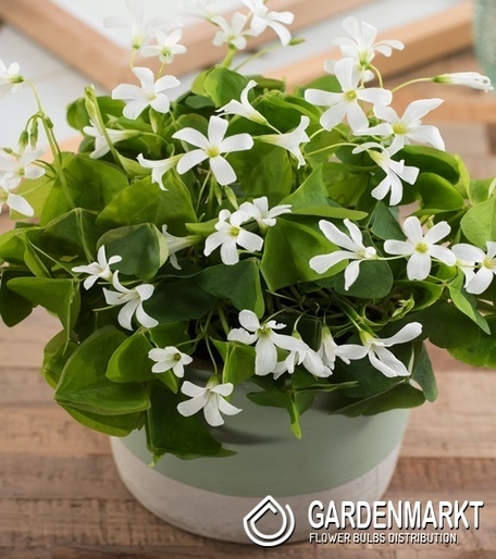 Oxalis Szczawik Irish Mist 5 szt