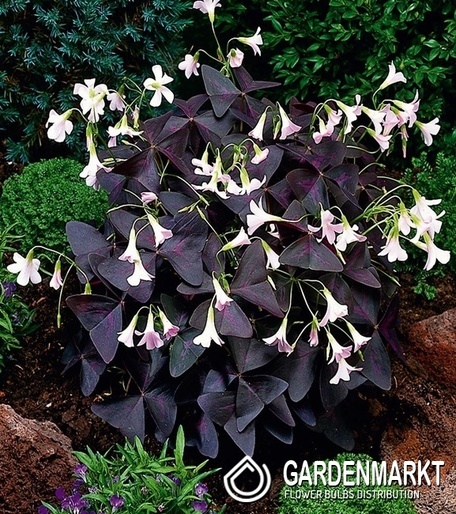 Oxalis Szczawik Burgundy Wine 5 szt