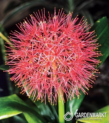 Scadoxus Multiflorus-Krasnokwiat 1 szt.
