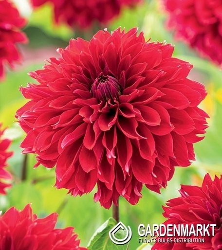 Dalia Dekoracyjna Red Fubuki 1 szt.