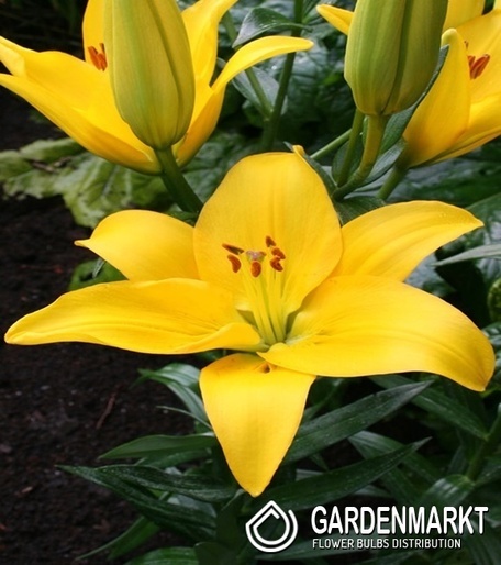 Lilia Azjatycka Rapid Yellow 1 szt.