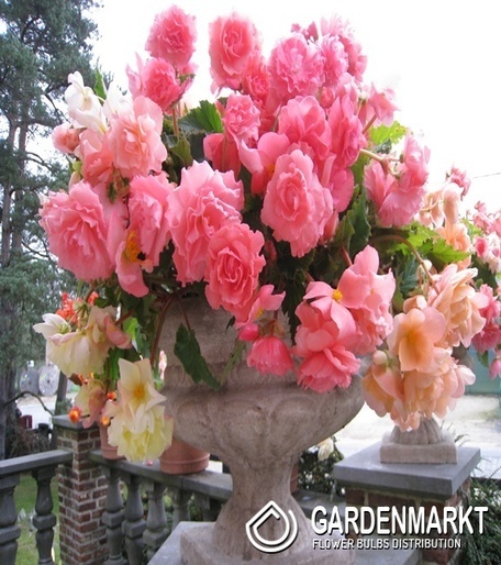 Begonia Hanging Aromantics Pink 1 szt.